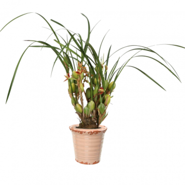 Orchidee (Maxillaria Unique Coco Malibu)