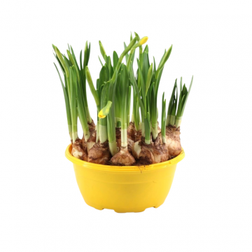 Narcis schaaltje (Narcissus Tête-à-Tête) 20 cm