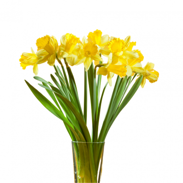 Narcissen (Narcissus) Geel 34 cm