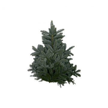Nobilis pak 5 kg Kerstgroen