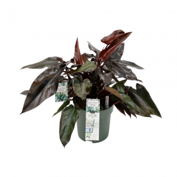 Philodendron Lisa 65