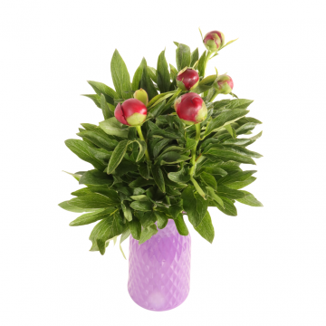 Pioenrozen Red Charm (Paeonia) 5 stelen 50 cm