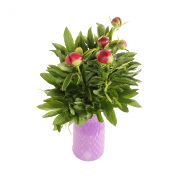 Pioenrozen (Paeonia) 5 stelen 50 cm