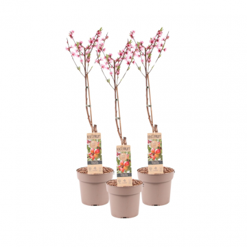 Perzikboom (Prunus Perzik) potmaat 17