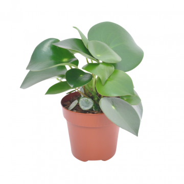 Peperomia (Raindrop) 20 cm