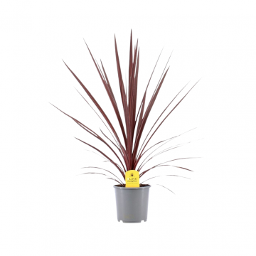 Rode Koolpalm (Cordyline Australis Red Star) 60 cm