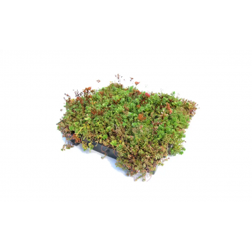 Sempergreen Click ’n go® Light Sedumtray