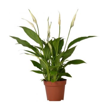 Lepelplant (Spathiphyllum) 30 cm