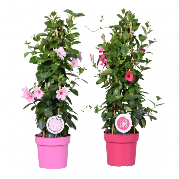 Mandevilla (Sundaville) op rek