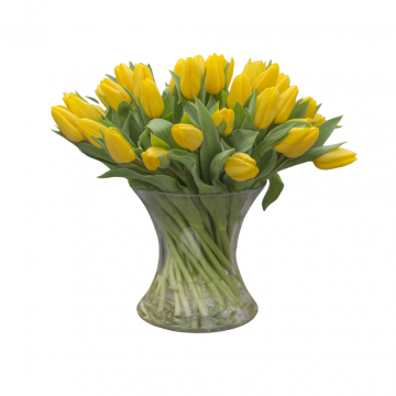 Tulpen (Tulipa) 50 stelen per bos