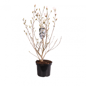 Valse Tulpenboom (Magnolia Stellata) 80 cm