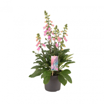 Vingerhoedskruid (Digitalis Pink Panther) 40 cm