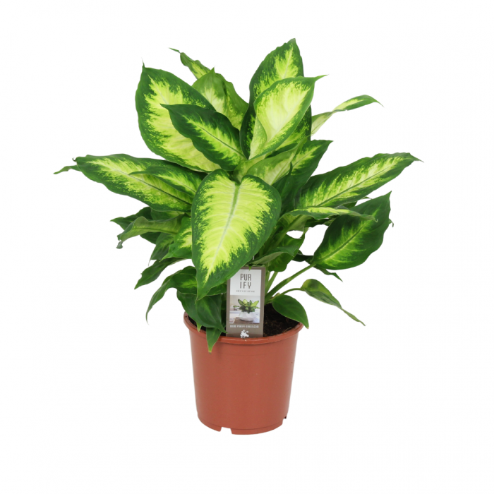 Dief van Badgad (Dieffenbachia Camilla) 60 cm main product photo