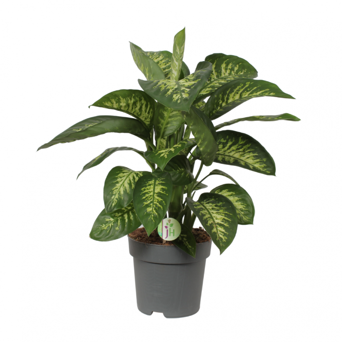 Dief van Badgad (Dieffenbachia Reeva) 70 cm main product photo