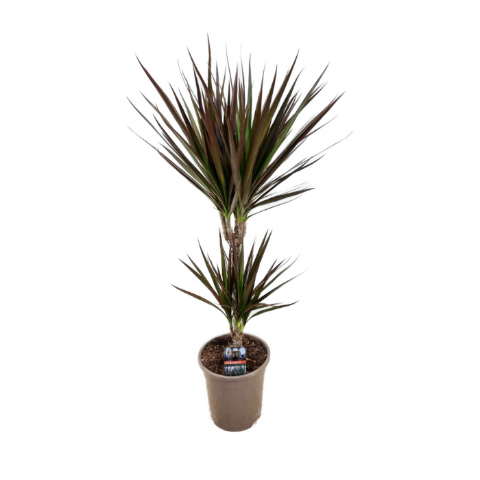Drakenbloedboom (Dracaena Marginata Magenta) 80 cm main product photo