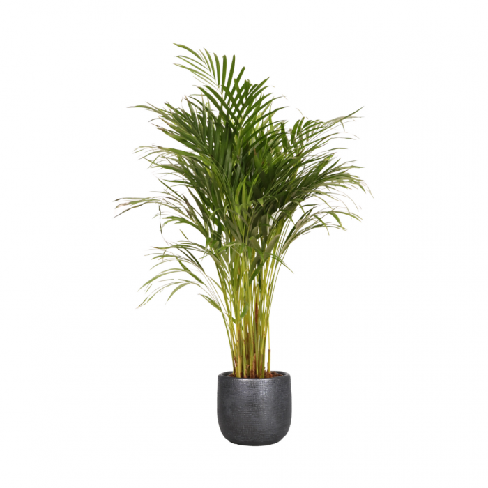 Areca goudpalm (Dypsis Lutescens) 90 cm main product photo