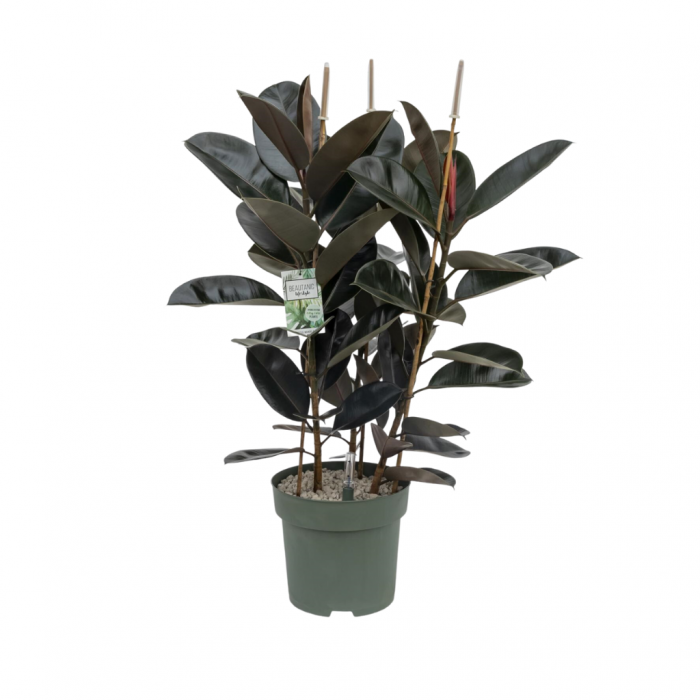 Rubberboom (Ficus Mandela) 120 cm main product photo