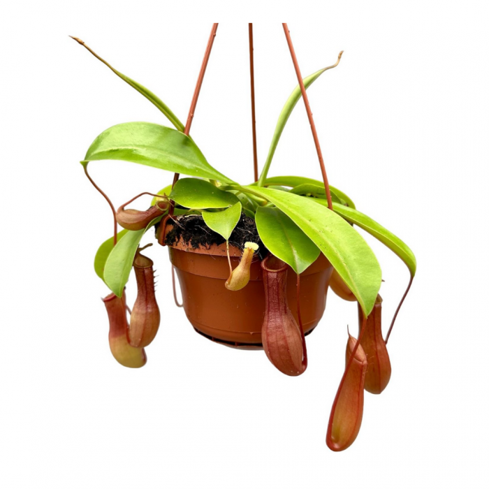 Bekerplant (Alata Monkey Jars Nepenthes) 50 cm main product photo