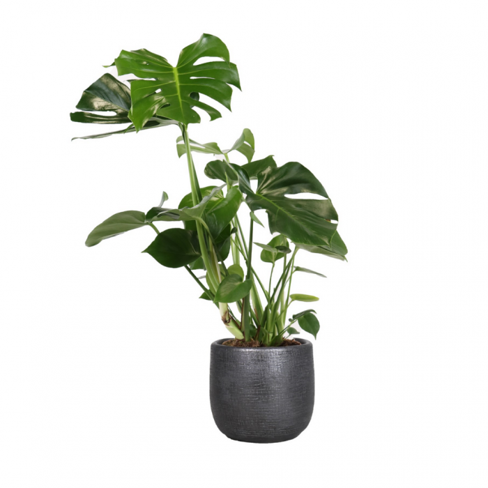 Gatenplant (Monstera Deliciousa) 80 cm