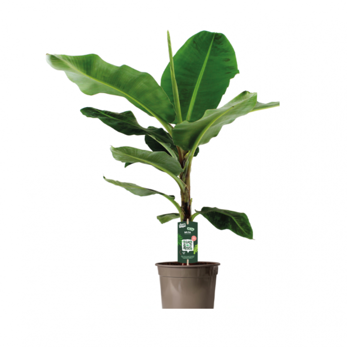 Bananenplant (Musa Dwarf Cavendish) 140 cm 27 main product photo