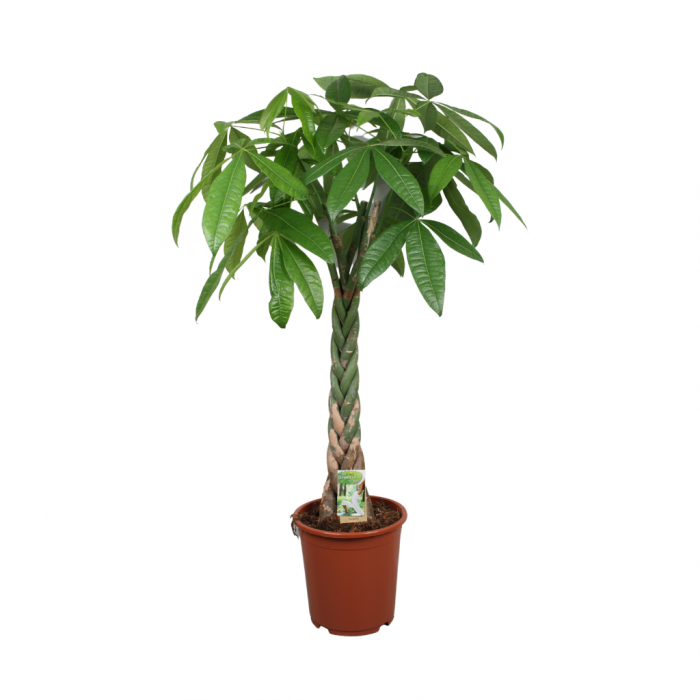 Geldboom (Pachira Aquatica) 150 cm main product photo