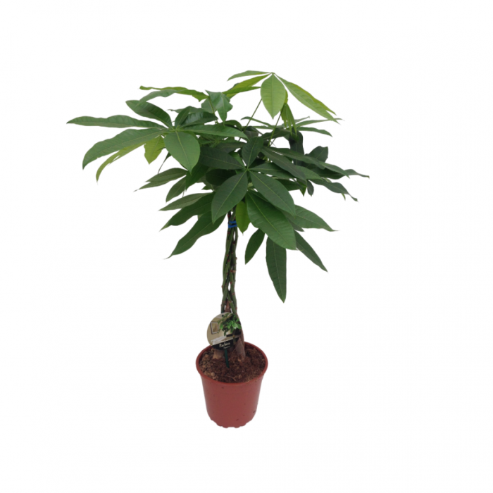 Geldboom (Pachira Aquatica) 85 cm main product photo