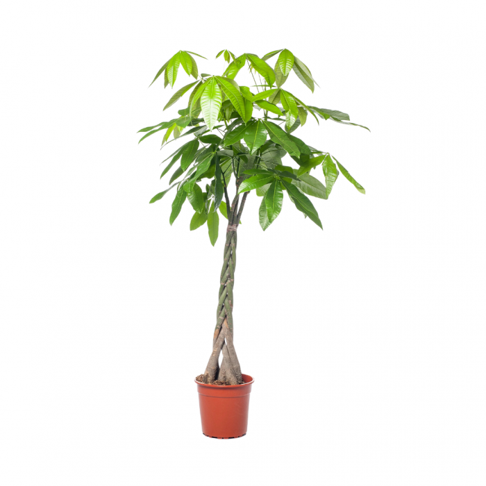 Geldboom (Pachira Aquatica XL) 190 cm main product photo