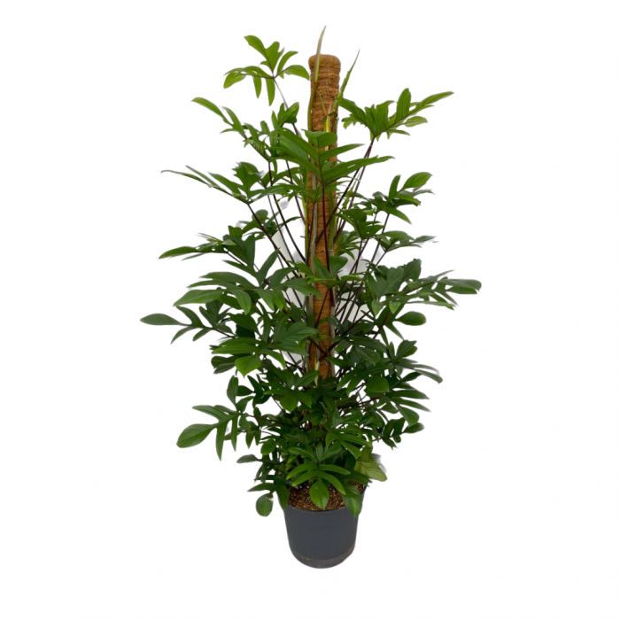 Philodendron Pedatum Xl 180 cm main product photo