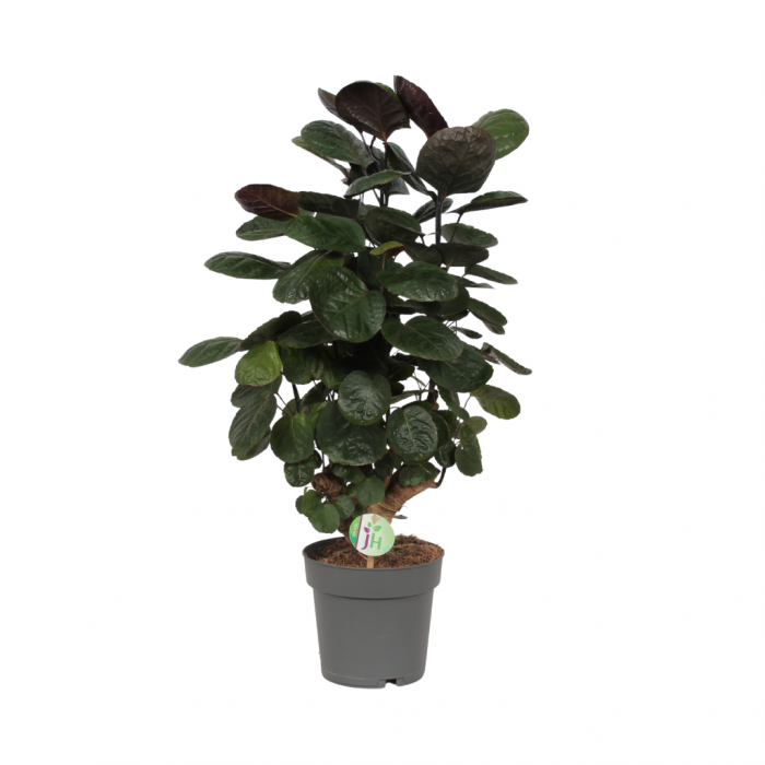 Aralia (Polyscias Fabian) 60 cm main product photo