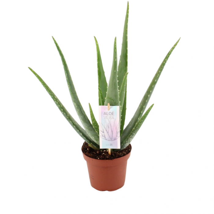 Wonderplant (Aloe Vera Barbadensis) 42 cm main product photo