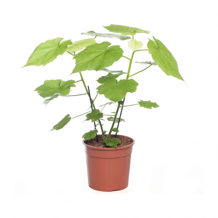 Kamerlinde (Sparmannia Africana) 50 cm main product photo