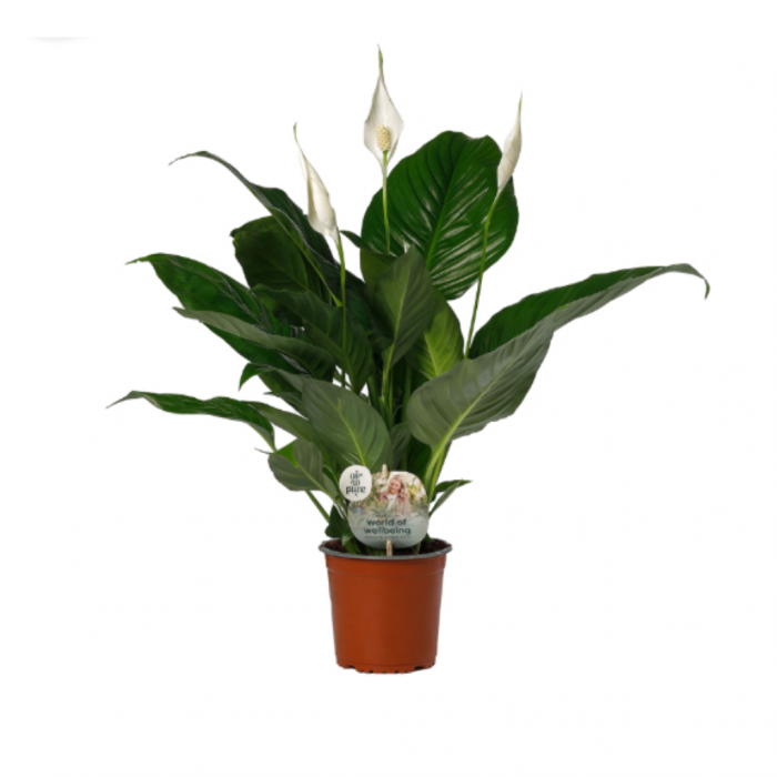 Lepelplant (Spathiphyllum Sweet Silvio) 65 cm main product photo