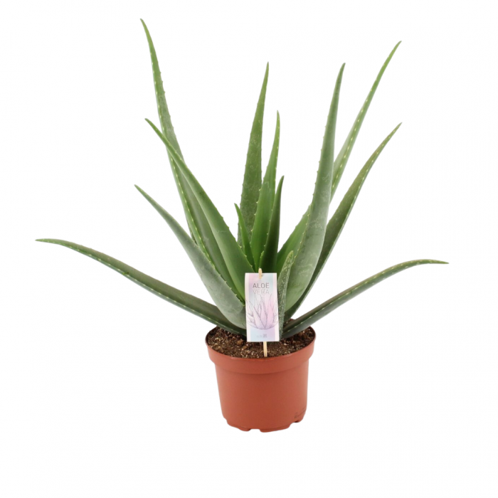 Wonderplant (Aloe Vera Barbadensis) 55 cm main product photo