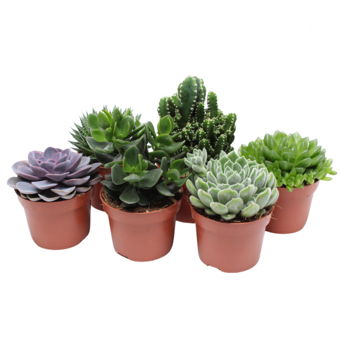 Succulent Pure 20 cm main product photo