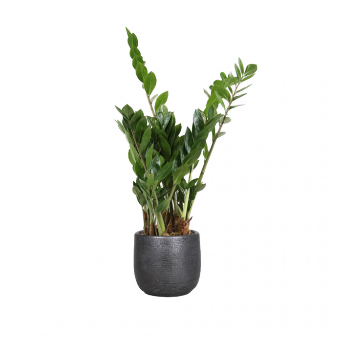 Zamioculcas Zamiifolia 50 cm main product photo