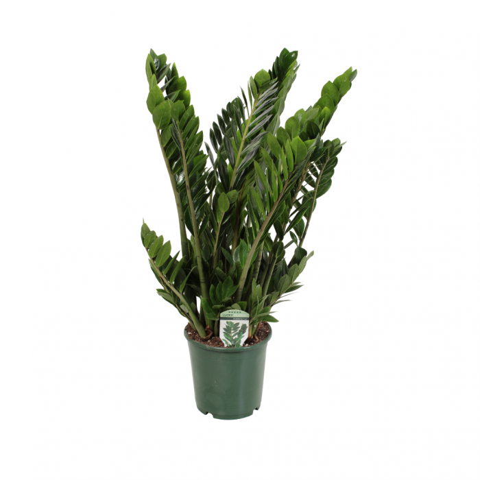Zamioculcas Zamiifolia 90 cm main product photo