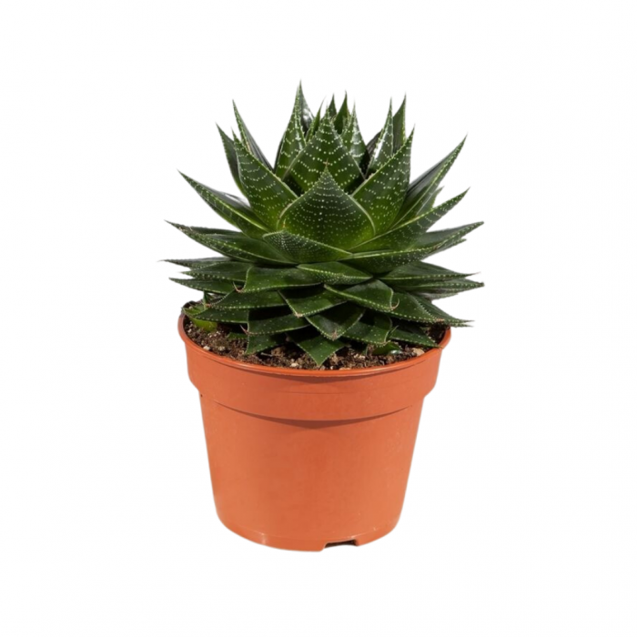 Aloë vera (Aloë Cosmo) 22,5 cm main product photo