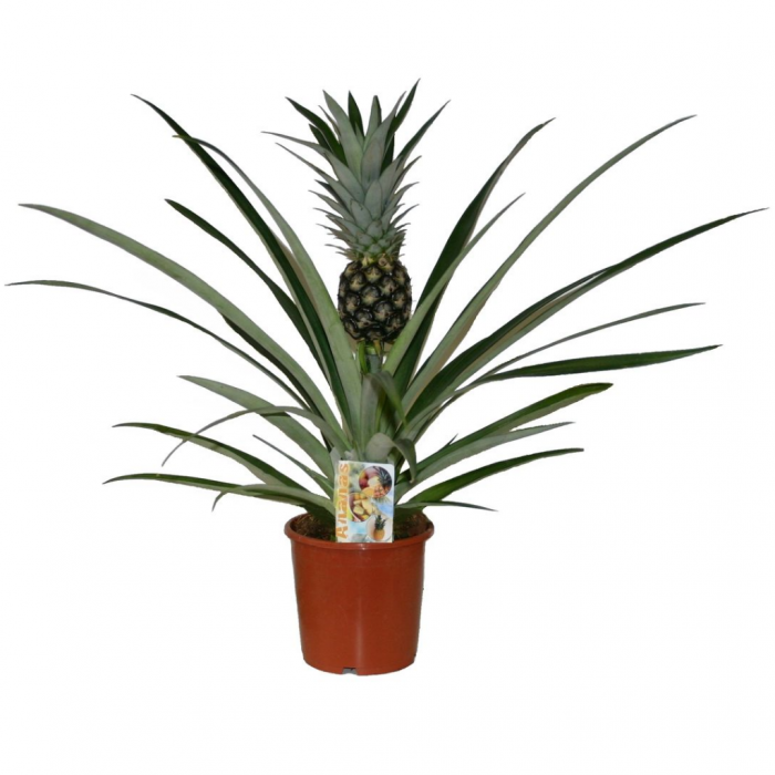Sierananas (Ananas Champaca) 60 cm main product photo