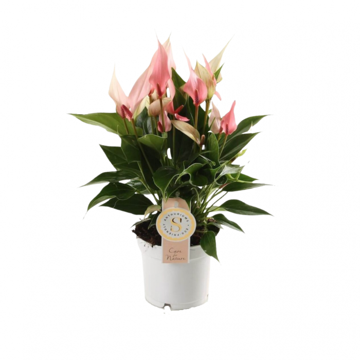 Flamingoplant (Anthurium Lilli) 40 cm main product photo