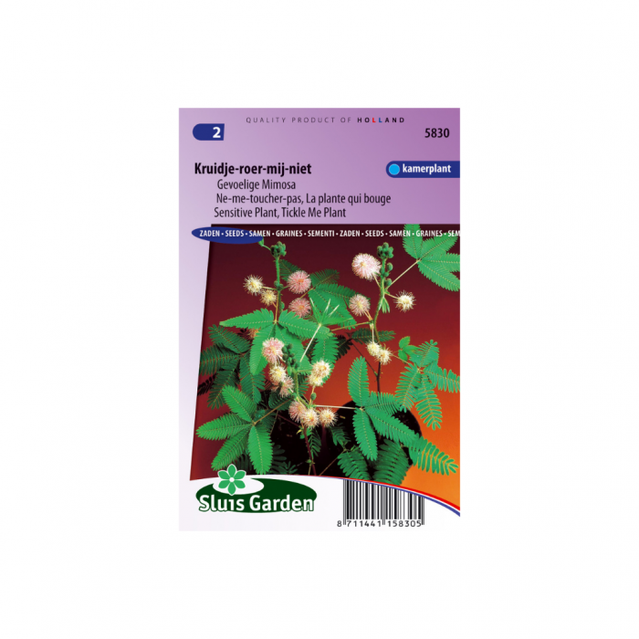 Mimosa pudica Kruidje-Roer-Me-Niet main product photo