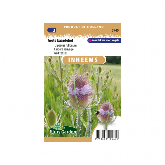 Dipsacus fullonum Grote kaardebol main product photo