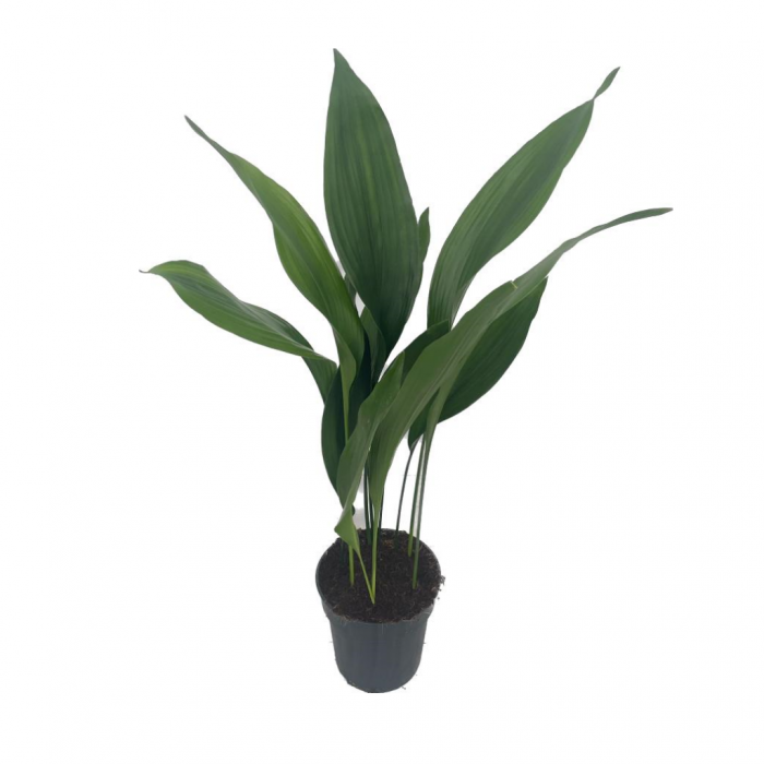 Kwartjesplant (Aspidistra Elatior) 80 cm main product photo