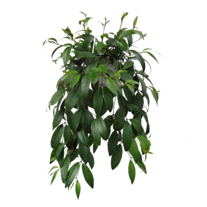 Lipstickplant (Aeschynanthus Marmoratus) 20 cm main product photo
