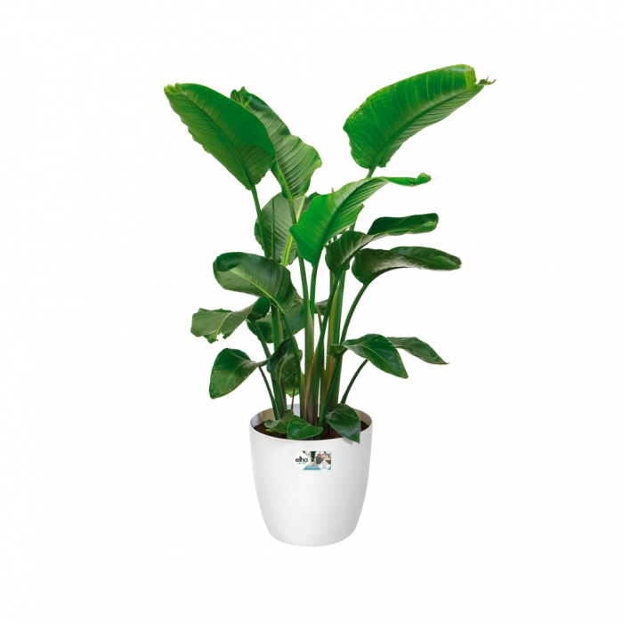 Elho Brussels Rond Wielen 35cm Wit