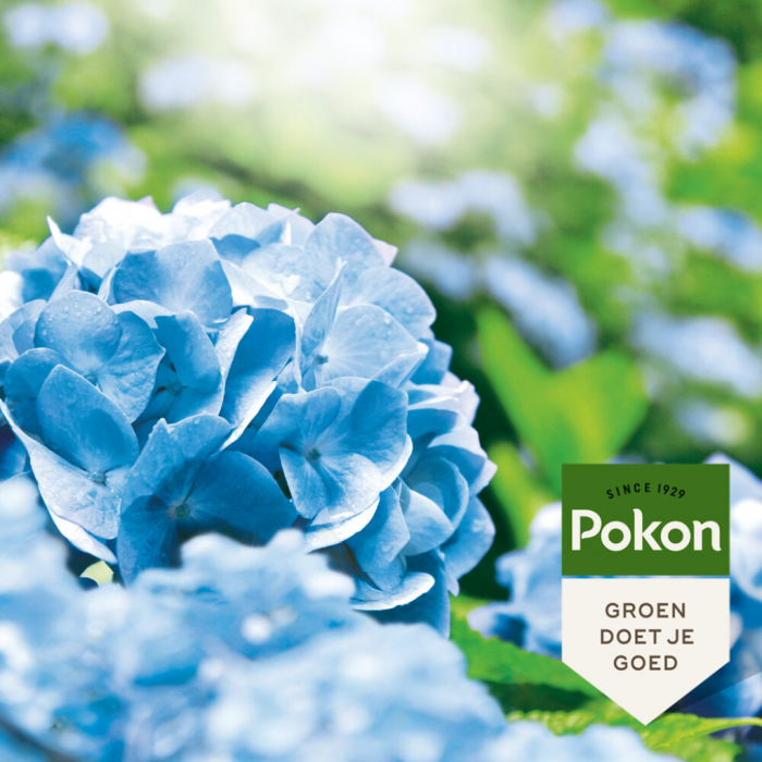 Pokon Hortensia Blauwmaker 500g
