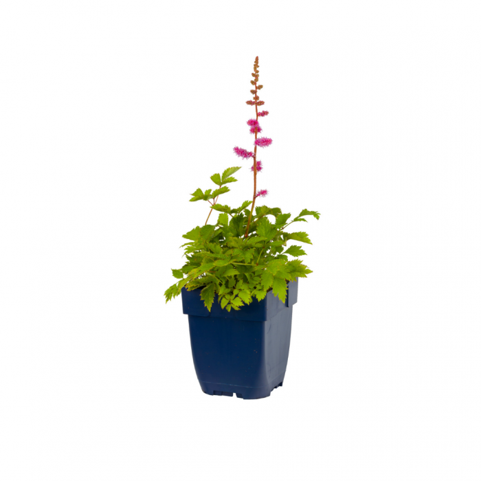 Spirea (Astilbe chin. 'Pumila')