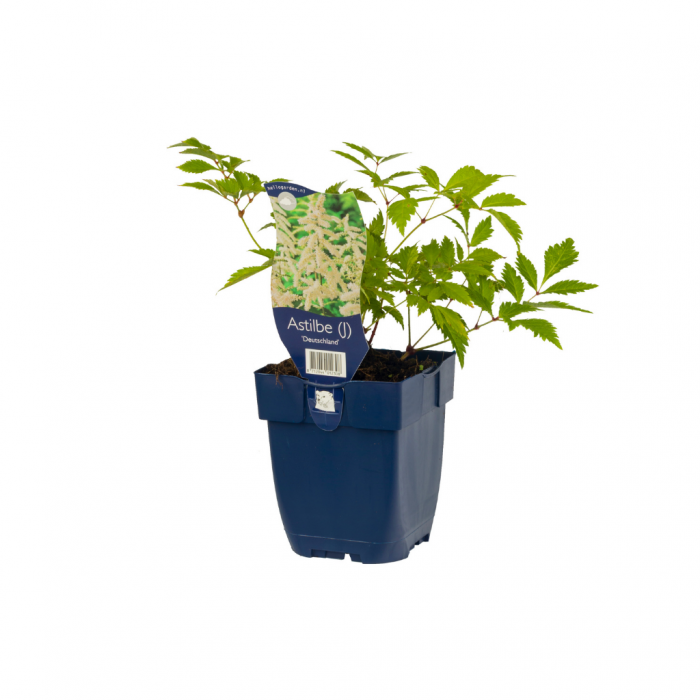 Spirea (Astilbe (J) 'Deutschland') main product photo