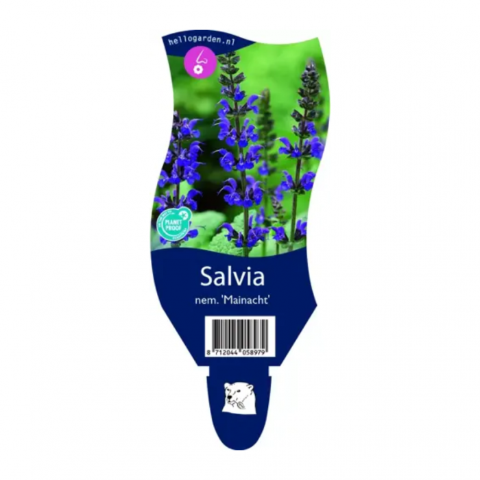 Salie (Salvia nem. 'Mainacht') main product photo