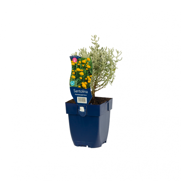 Heiligenbloem (Santolina chamaecyparissus) main product photo