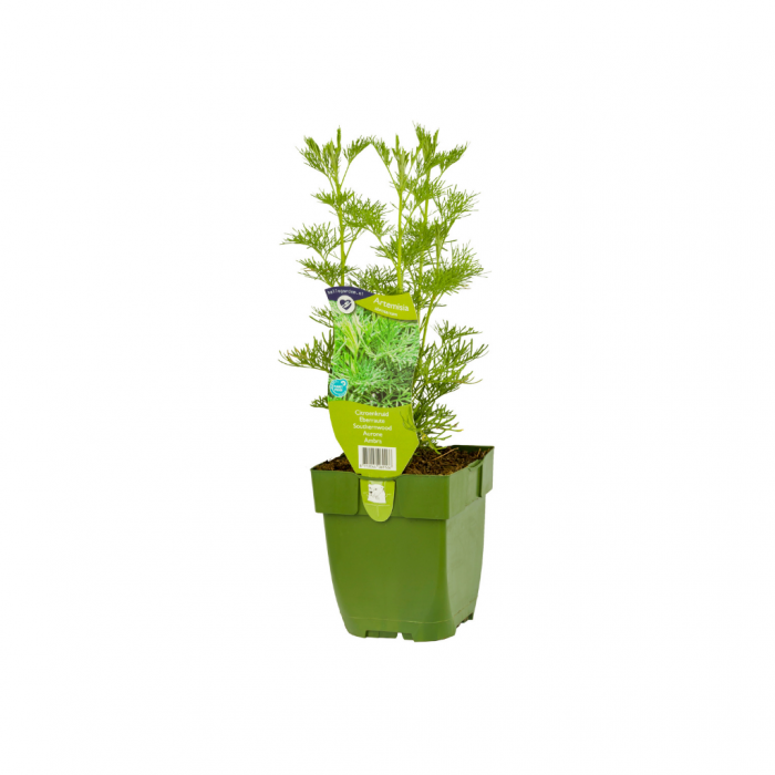 Citroenkruid (Artemisia abrotanum) main product photo